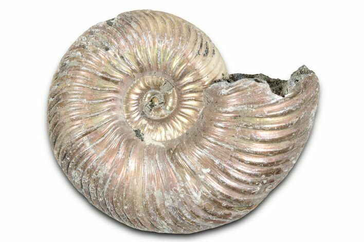 Iridescent, Pyritized Ammonite (Quenstedticeras) Fossil - Russia #337333